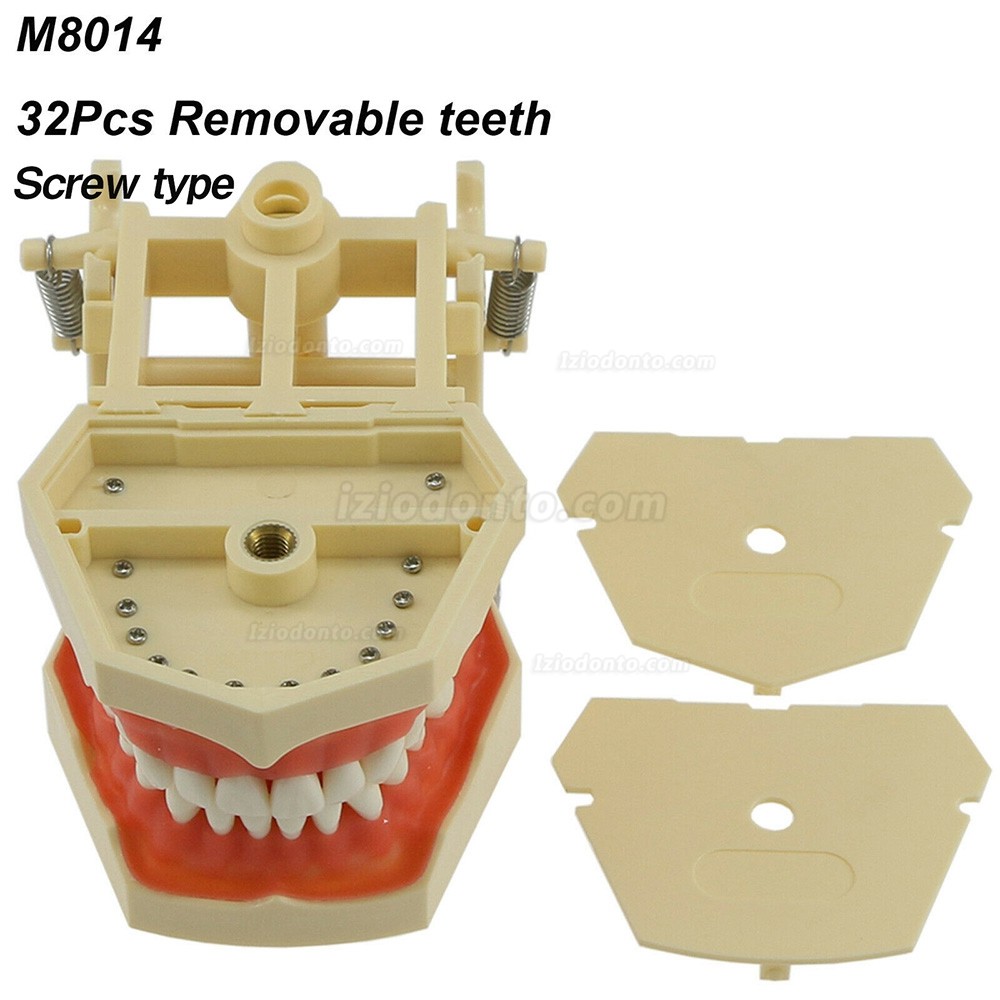 Treinamento Odontológico Typodont Modelo M8014 32Pcs Dentes Compatível com Frasaco AG3